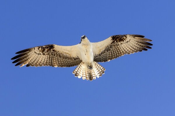 Photo of a falcon flying in the sky