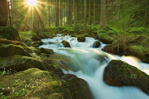 A beautiful waterfall in the middle of a green forest