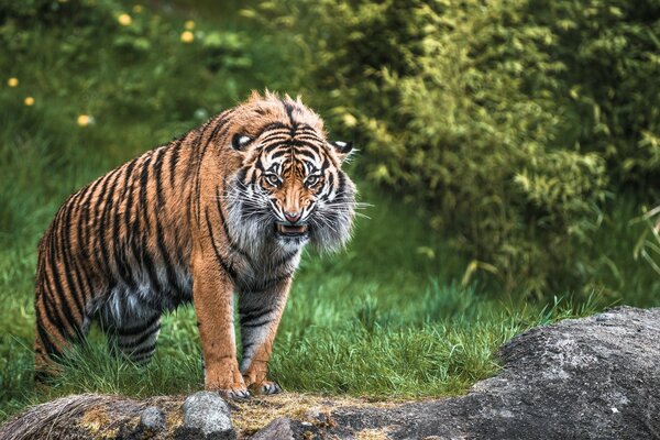 Le sourire d un prédateur sauvage dans la nature