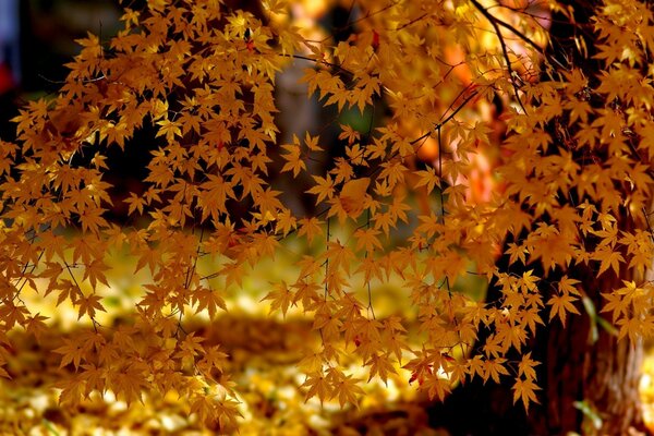 Goldenes Herbstlaub im Park