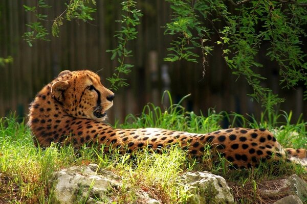 Der Gepard liegt auf den Klumpen vor dem Hintergrund des Waldes