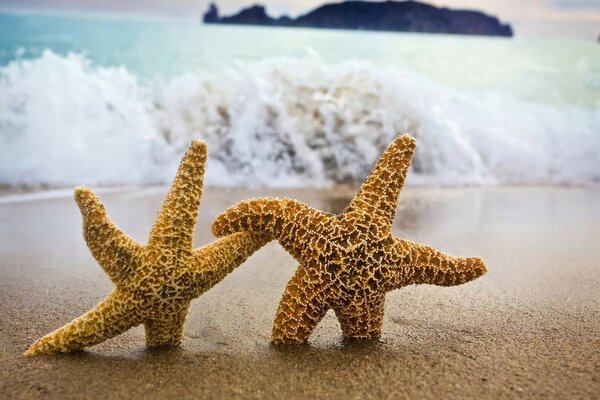 Un par de estrellas de mar en la orilla