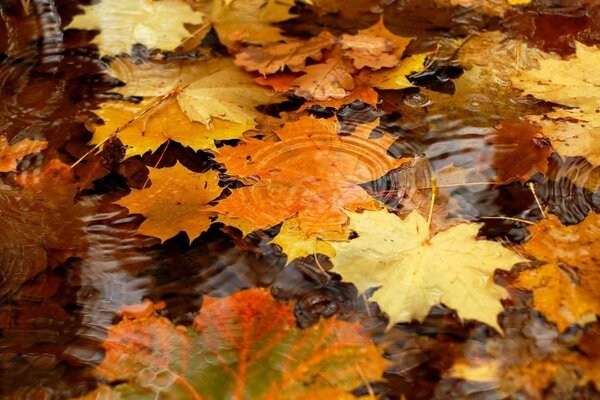 Fogliame giallo di aceri in una pozzanghera