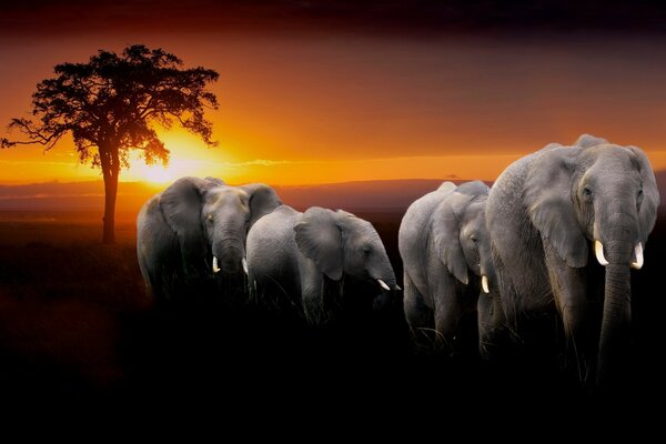 A herd of elephants goes to a flophouse under the light of the setting sun