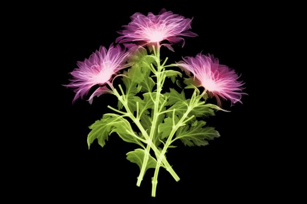 Bright fresh flowers on a black background