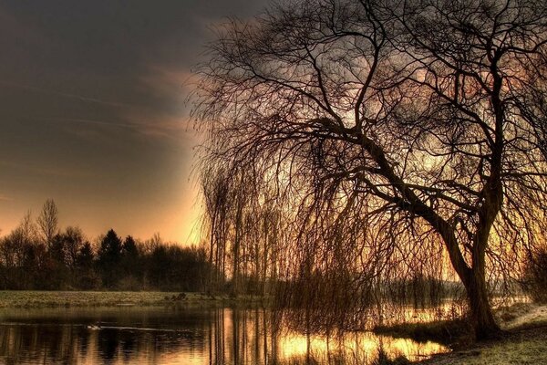 Weide am Ufer im Licht des Sonnenuntergangs