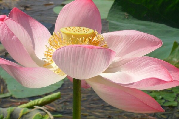 Hermosa flor rosa en el agua