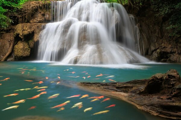 Cascada con muchos peces de color naranja y amarillo