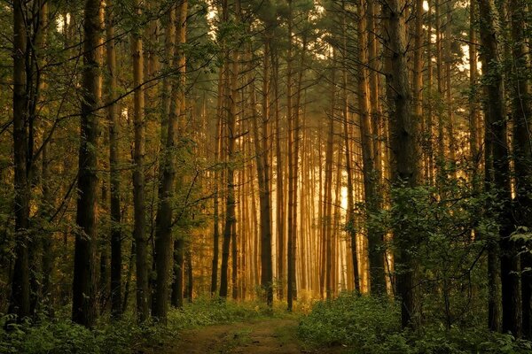 Ormanda güneşli gün ışığı