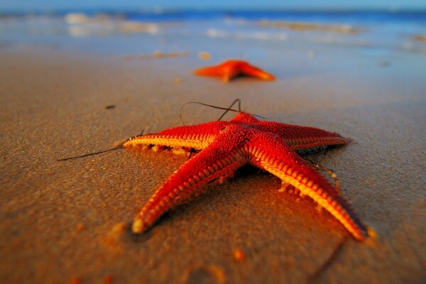 Starfish is the most delicious recipe