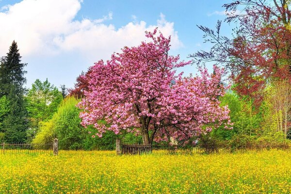 Yeşil bahçede sakura ağacı