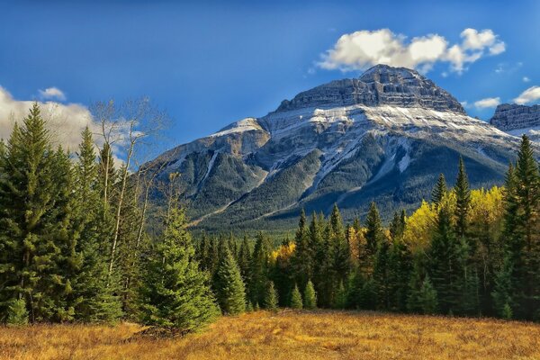 Deciduous forest on the background of snow-capped mountains