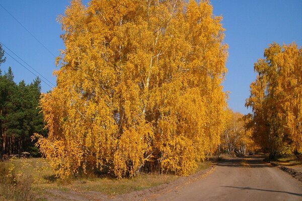 Gran árbol de otoño amarillo en el borde de la carretera