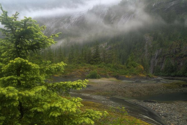 Paysage de montagne et ruisseau forestier