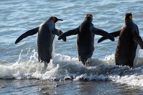 Tres pingüinos van a nadar en el mar