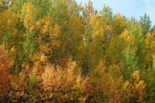 Autumn landscape of deciduous forest