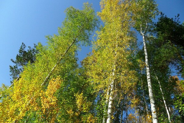 Boschetto di betulle a volte d autunno