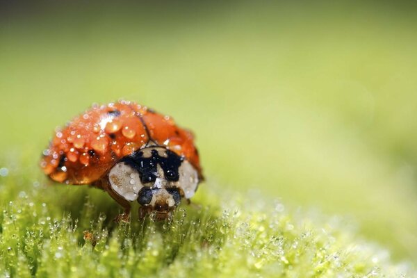 Coccinelle couverte de rosée