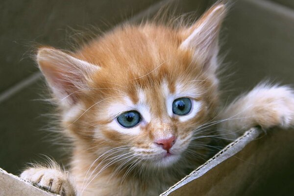 Red-haired blue-eyed kitten in a box