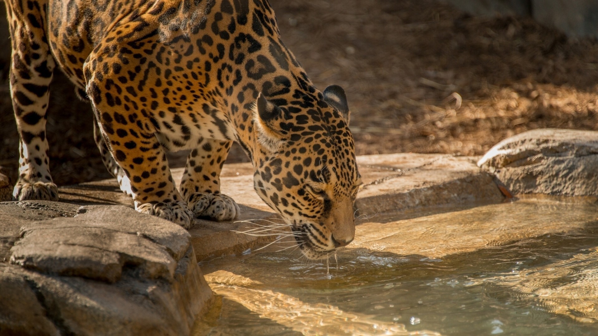 leopardi fauna selvatica mammifero natura selvaggio zoo gatto