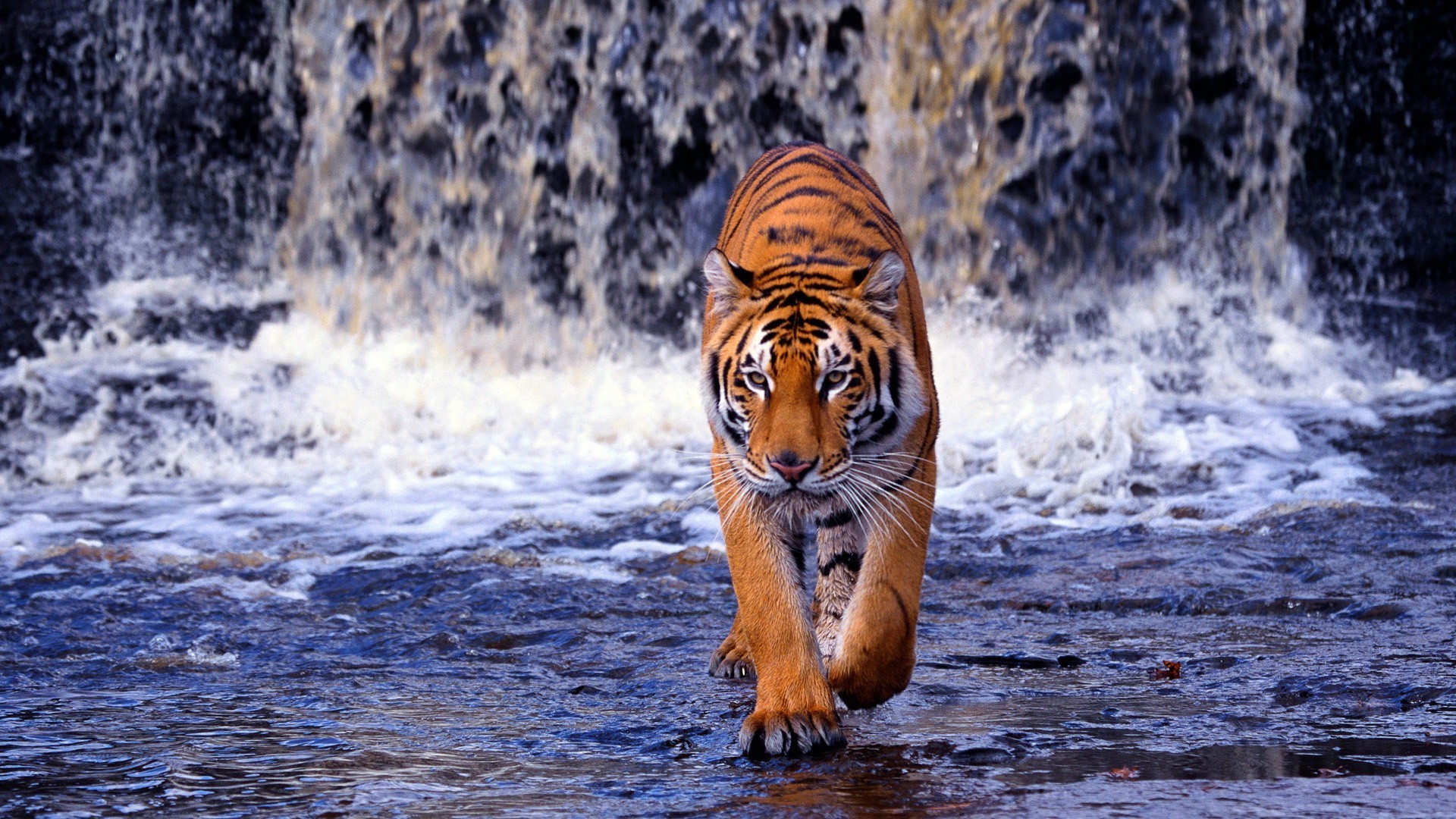 Тигр идущий по воде в водопаде - обои на телефон.