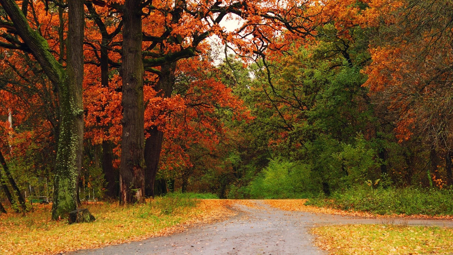 autumn fall leaf tree wood outdoors nature landscape maple park lush scenic road countryside