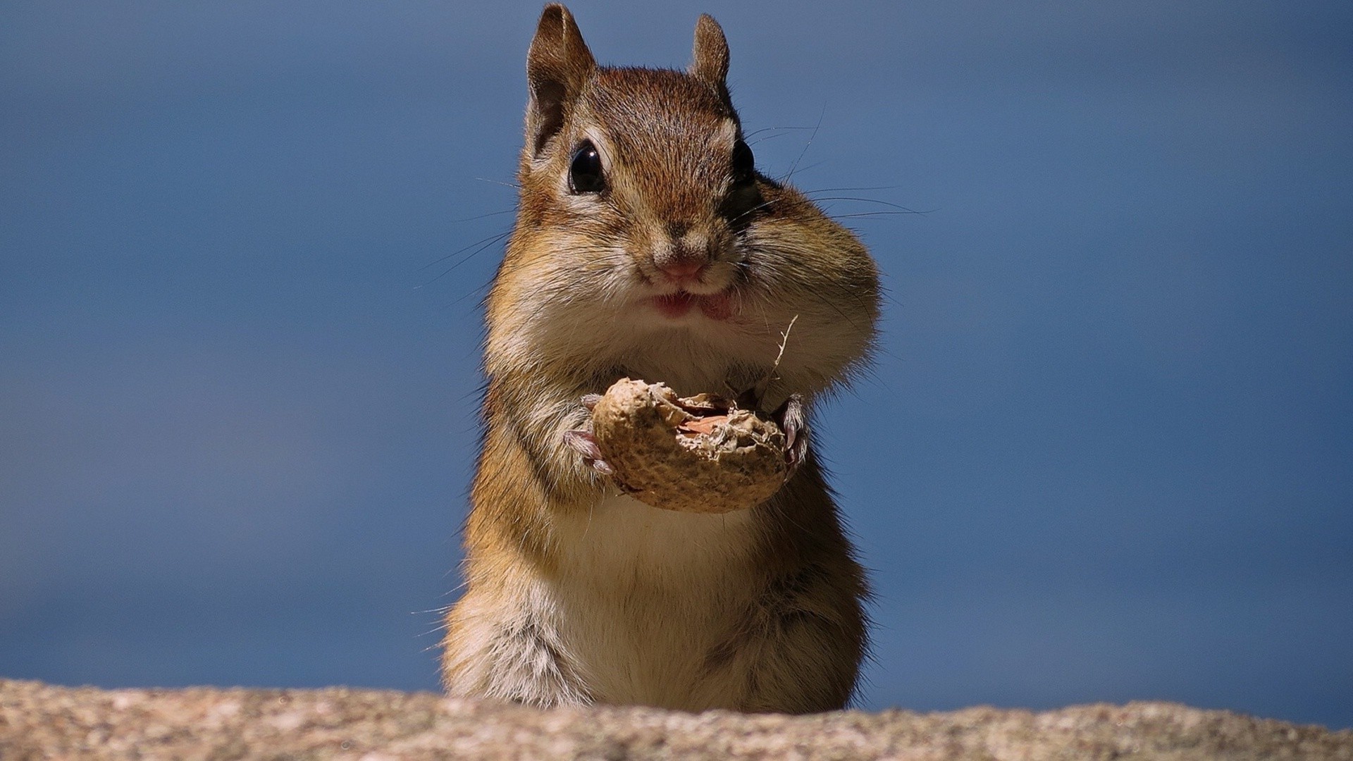 animals mammal rodent wildlife cute squirrel nature fur outdoors little animal