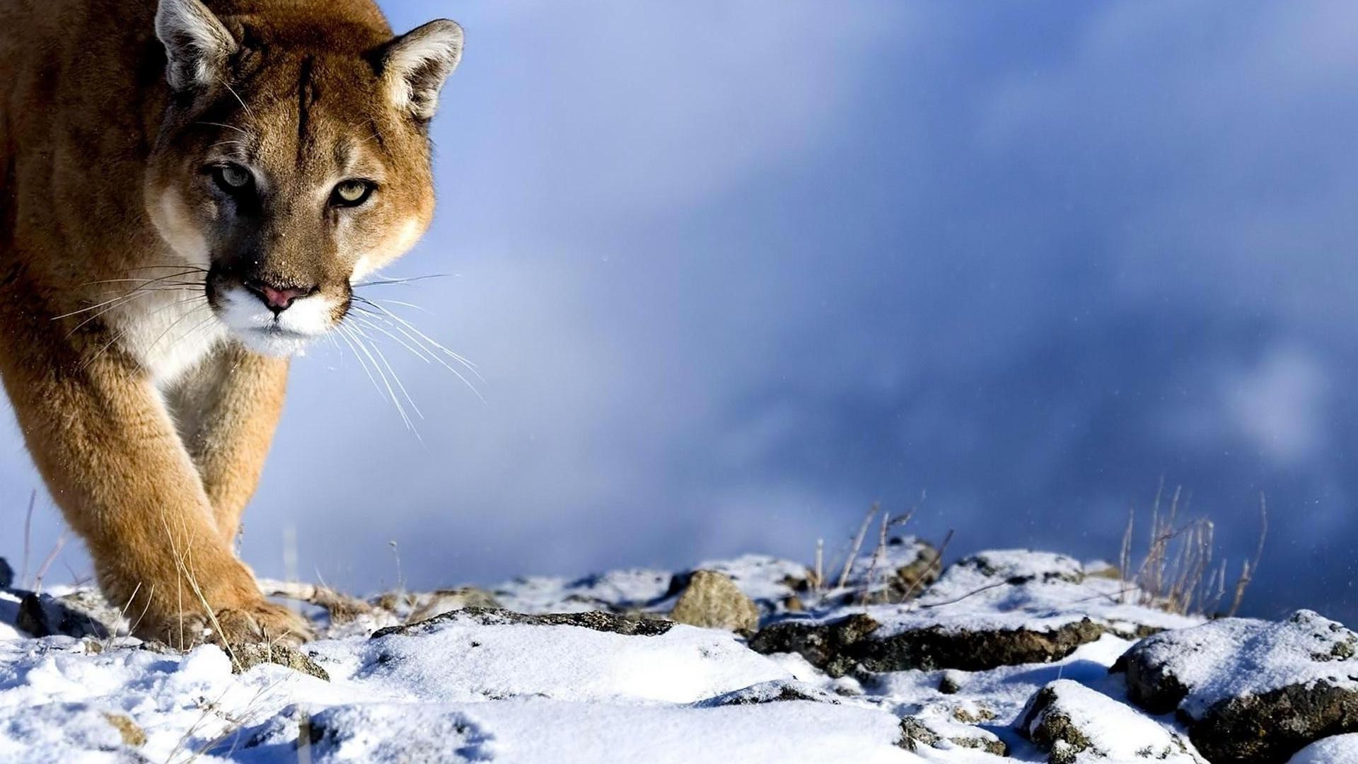 animaux neige hiver nature la faune à l extérieur froid mammifère sauvage chat