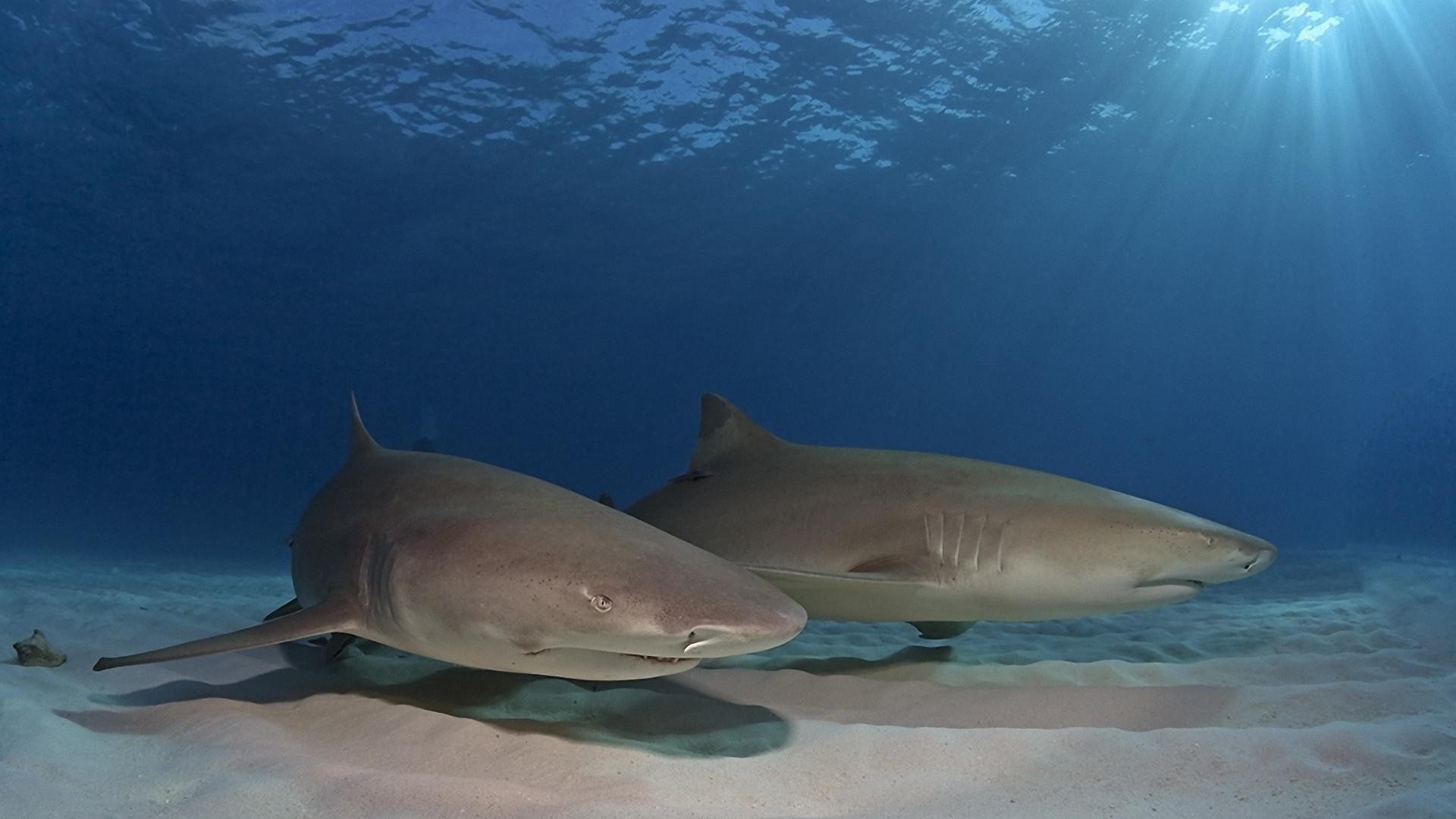 animales submarino agua peces tiburón océano mar