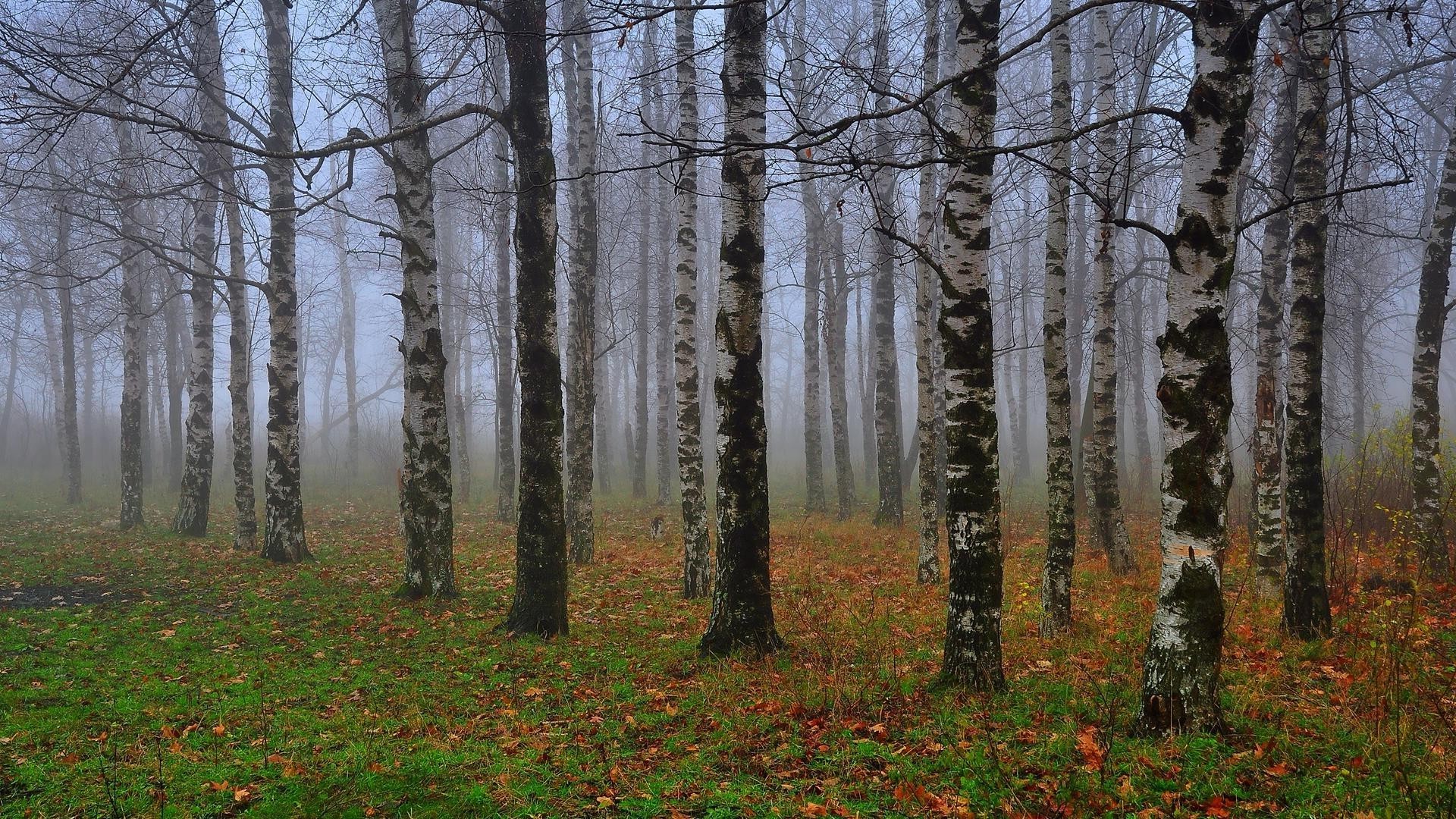 foresta albero legno autunno paesaggio nebbia alba nebbia foglia natura parco stagione ramo bel tempo all aperto scenico ambiente tronco faggio sole