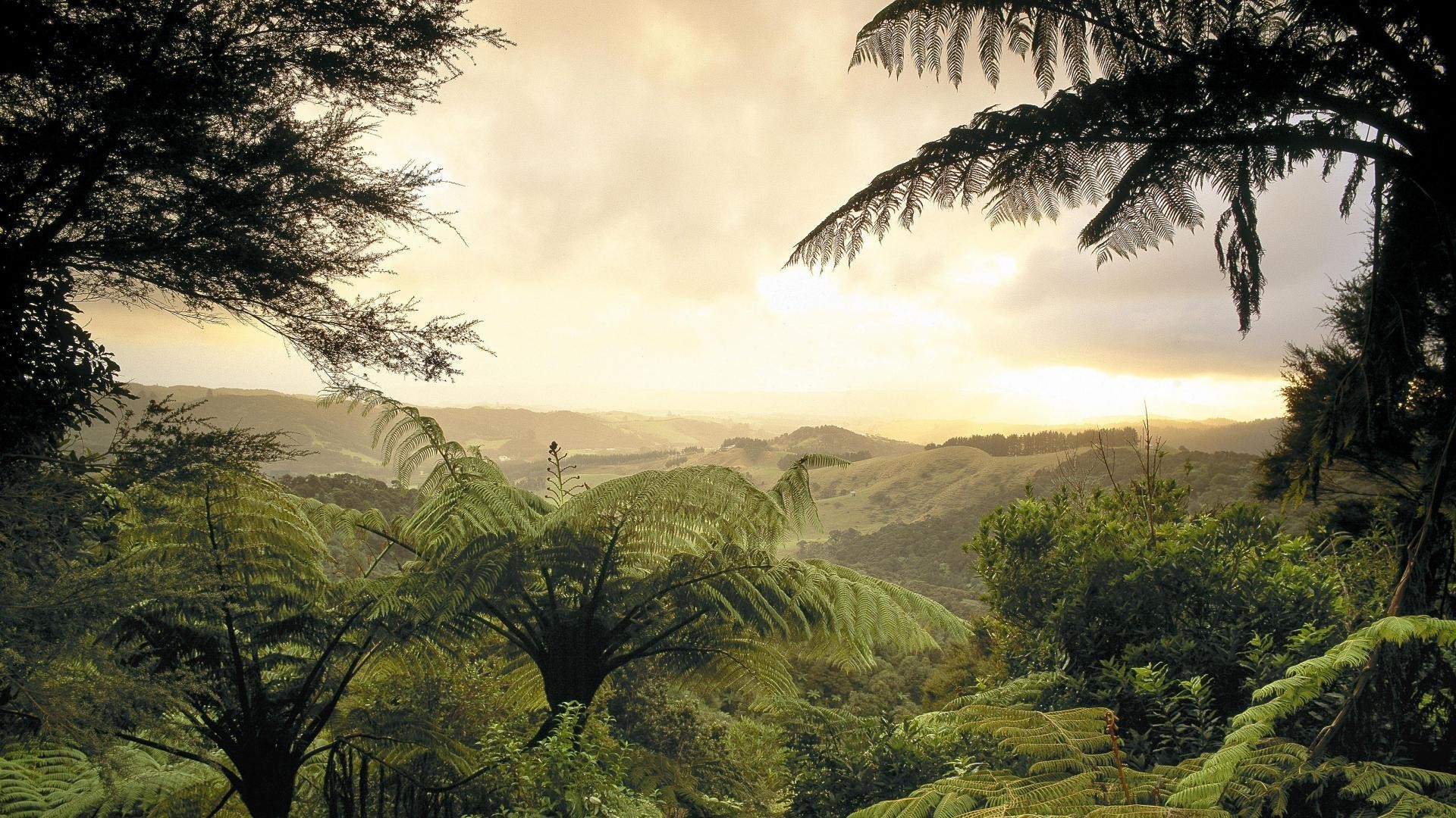 forêt arbre nature voyage paysage tropical à l extérieur aube bois coucher de soleil soleil ciel palm forêt tropicale été feuille plage beau temps