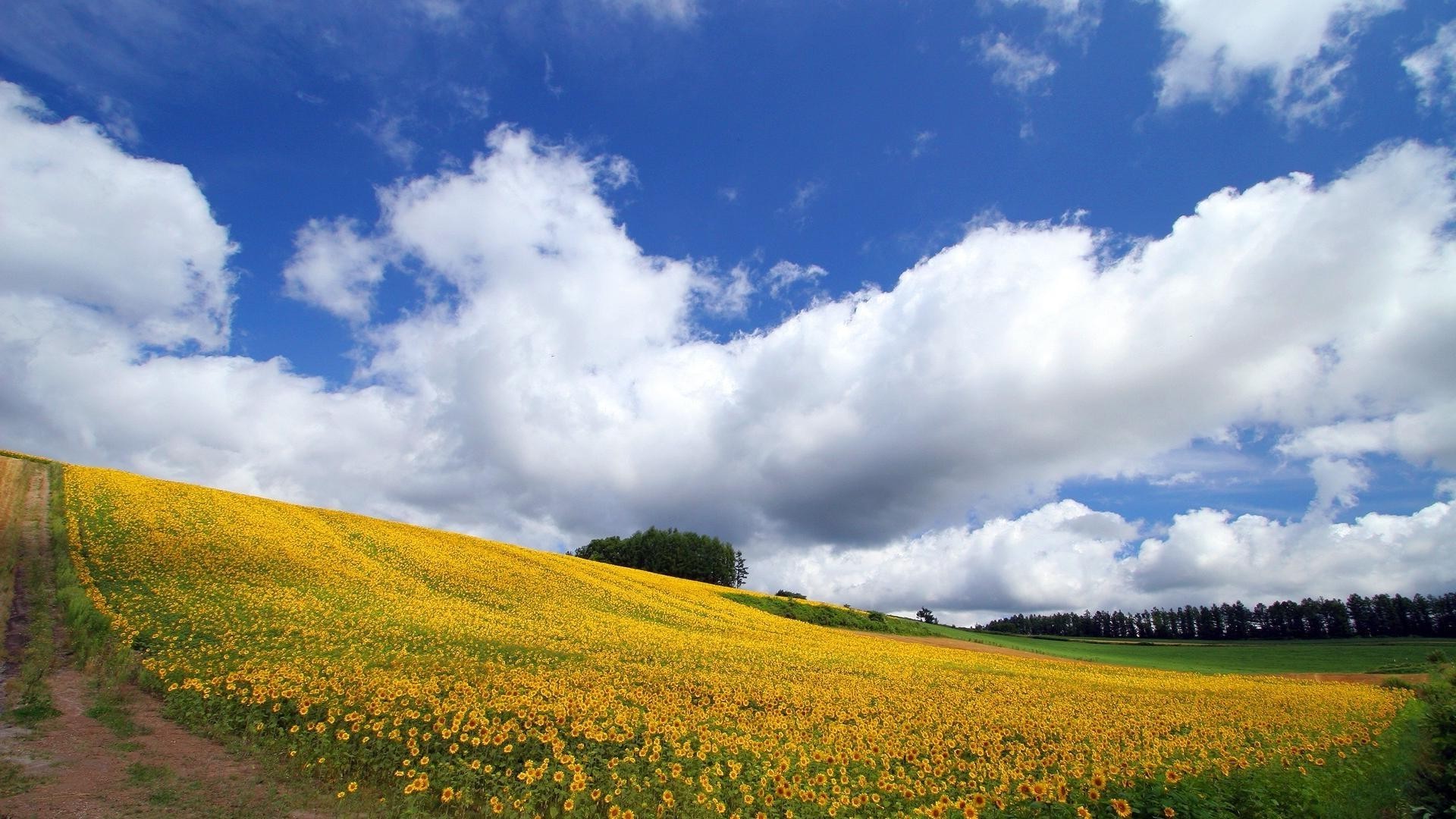 campo de flores paisagem rural natureza agricultura céu campo ao ar livre verão grama campo fazenda pasto crescimento bom tempo terra cultivada árvore sol terras agrícolas idílio