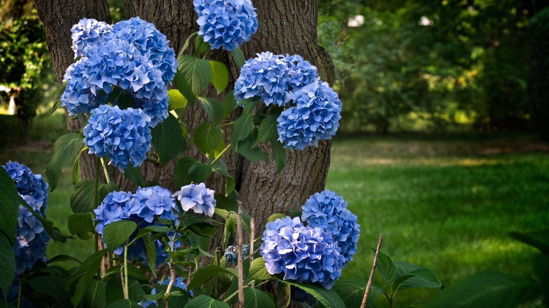 fleurs nature jardin feuille flore été fleur à l extérieur couleur saison