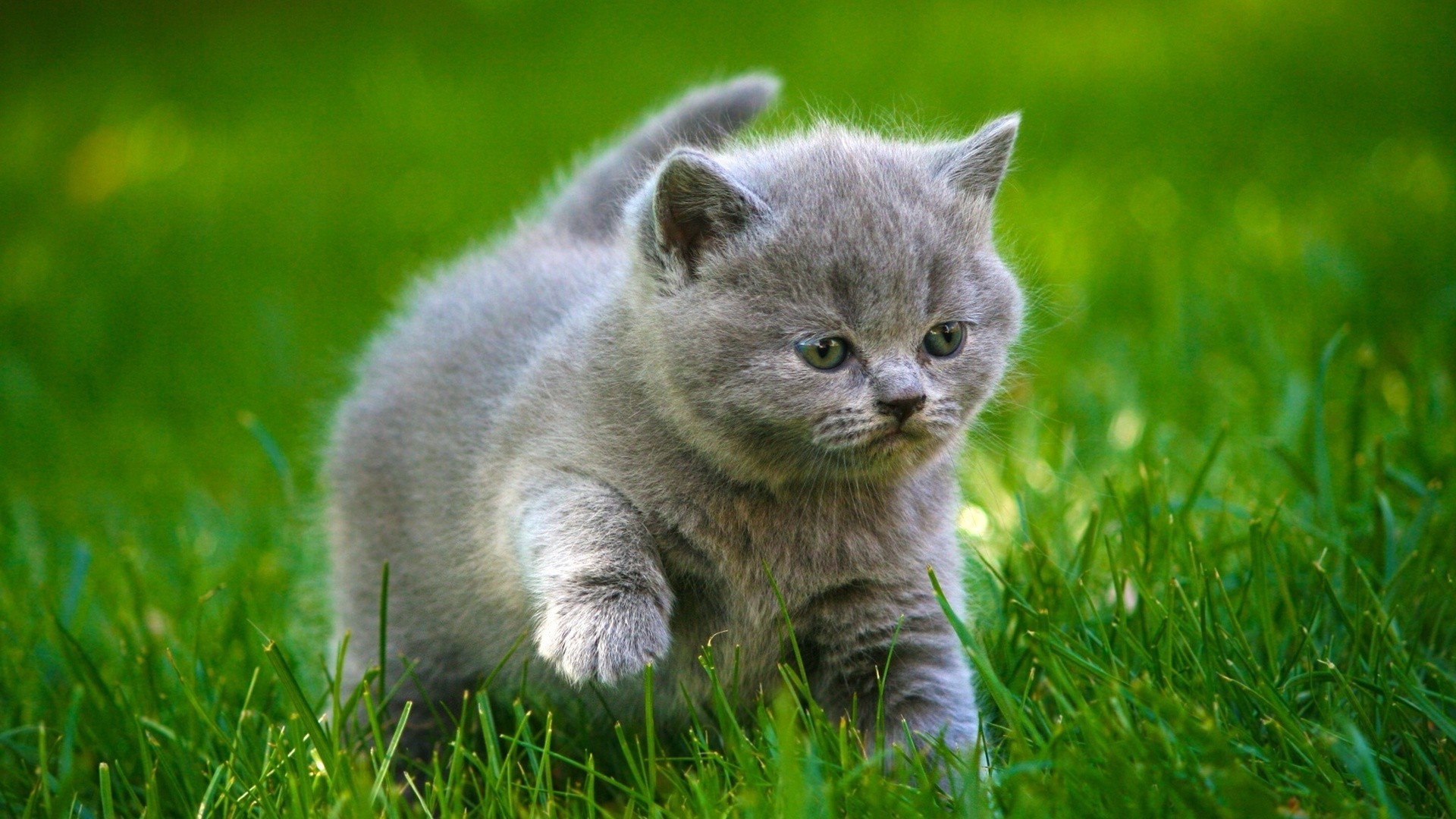 Cute fluffy gray kitten playing on the grass - Phone wallpapers