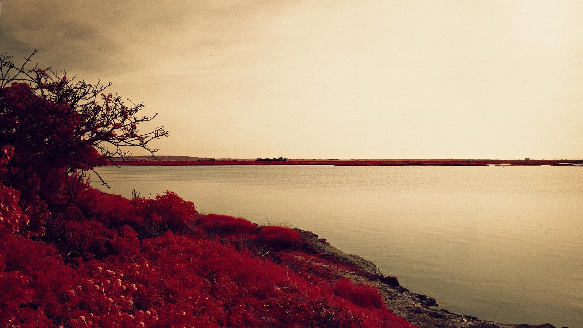 flowers water landscape sunset dawn beach tree evening seashore sea lake ocean fog river