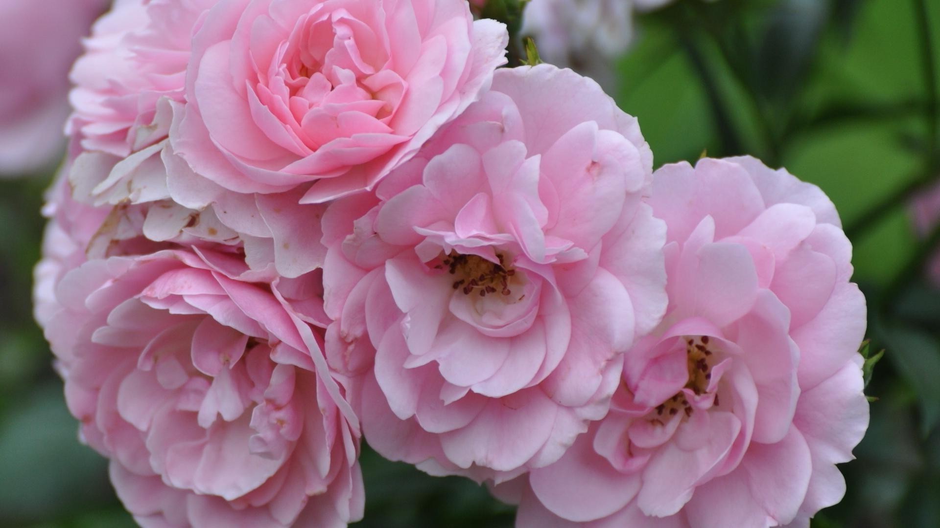 güller çiçek doğa flora taçyaprağı çiçek açan bahçe çiçek yaprak aşk yaz güzel parlak romantizm renk buket narin dostum