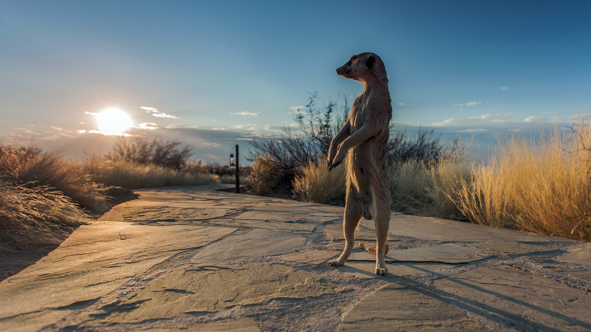 animals sunset nature landscape winter snow sky dawn outdoors desert travel sand dog