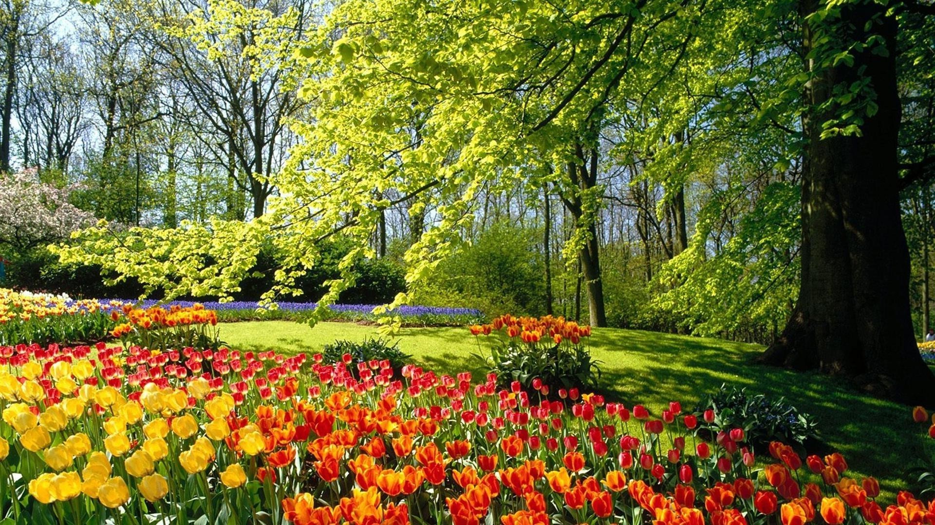 tulipes tulipe fleur nature feuille parc saison jardin flore paysage couleur lumineux été lumineux croissance arbre à l extérieur herbe beau temps printemps