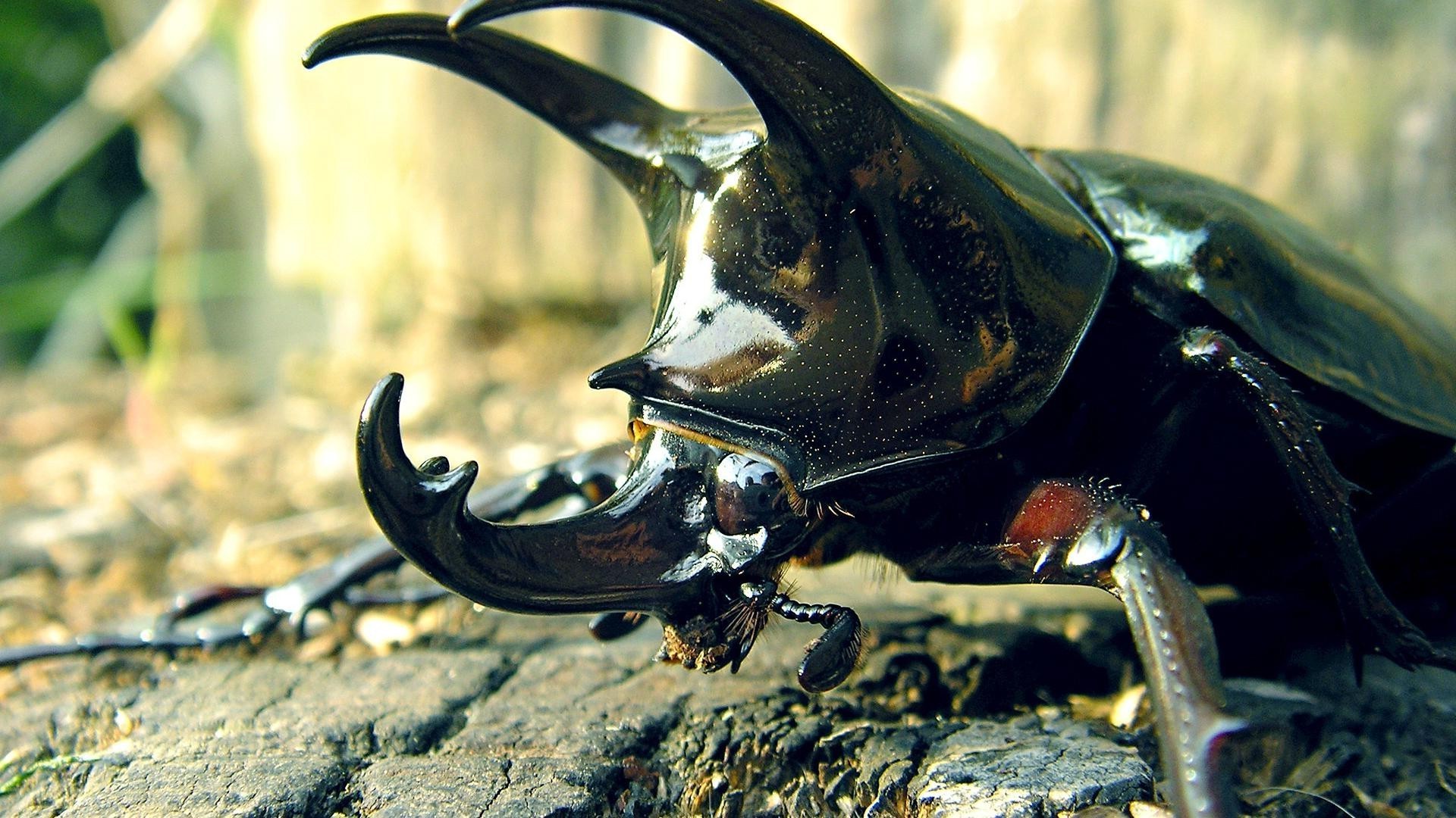 zwierzęta jeden bezkręgowców światło dzienne natura samochód na zewnątrz dwa owad