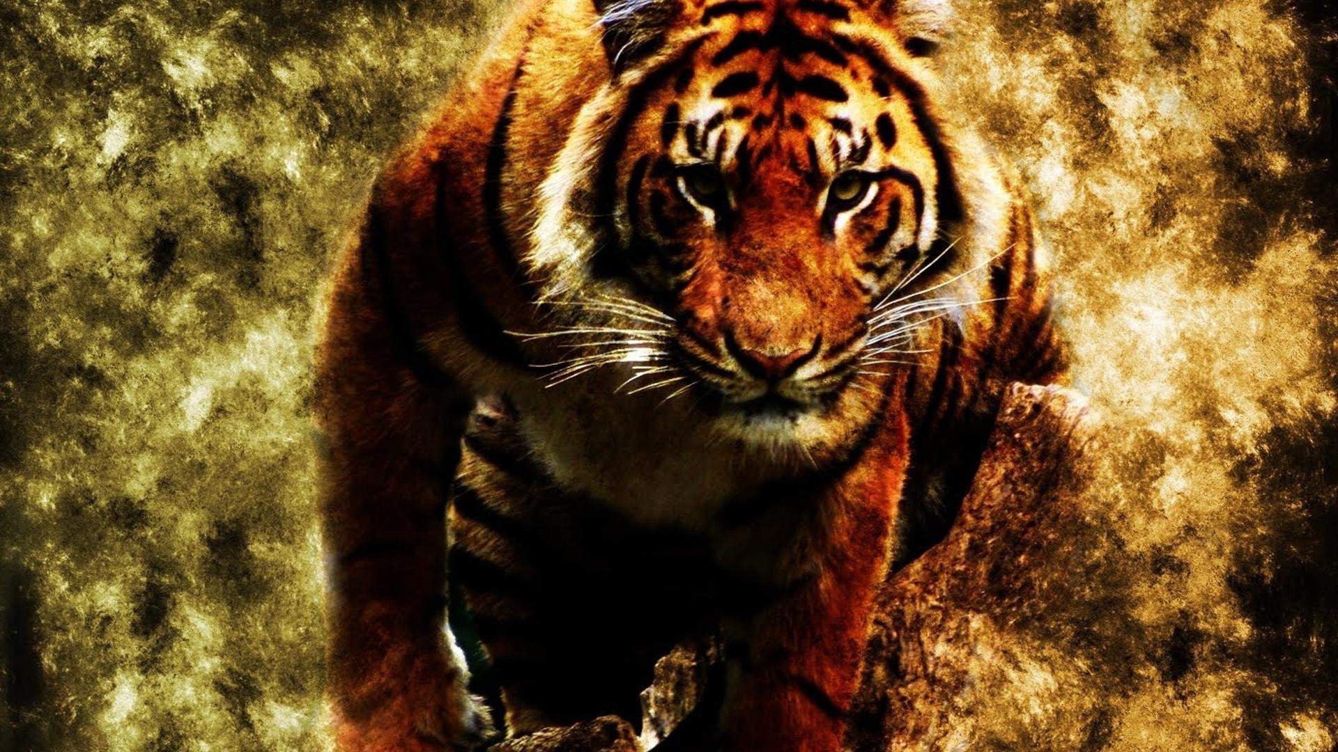 tigres vida selvagem tigre mamífero jardim zoológico animal gato predador natureza tira selvagem selva caçador grande perigo pele retrato agressão ameaçada boca safari