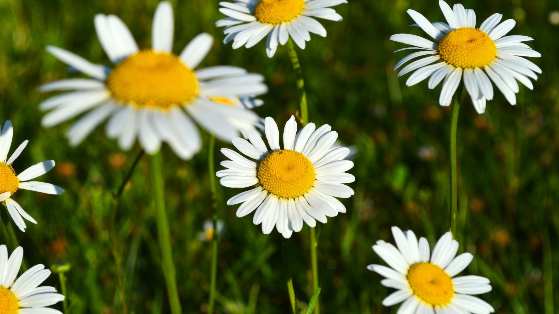 chamomile nature summer flower flora hayfield grass garden field season bright color close-up leaf desktop outdoors floral blooming wild