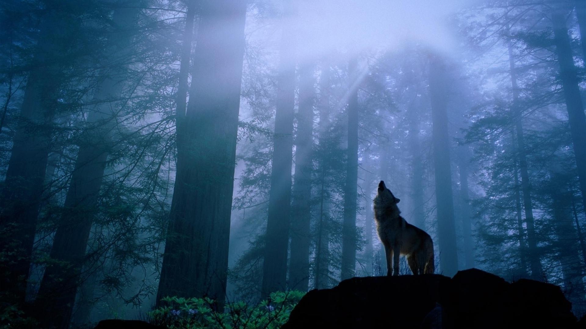 animaux brouillard brouillard aube paysage bois rétro-éclairé à l extérieur hiver bois lumière neige coucher de soleil eau nature soirée voyage