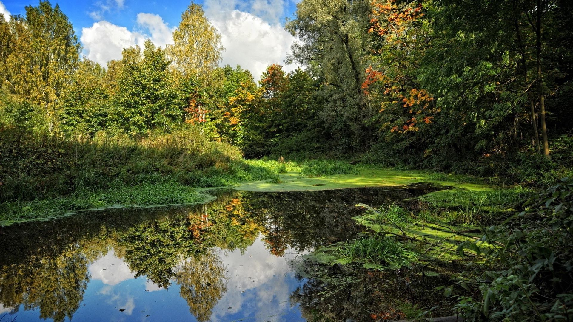 wald natur landschaft holz holz blatt wasser im freien park landschaftlich herbst fluss umwelt saison landschaft sommer see reisen anblick gras