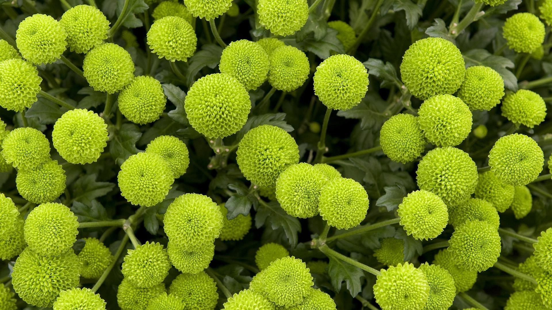 blumen natur blume flora blatt blumen farbe desktop garten sommer medizin wachstum schließen feld