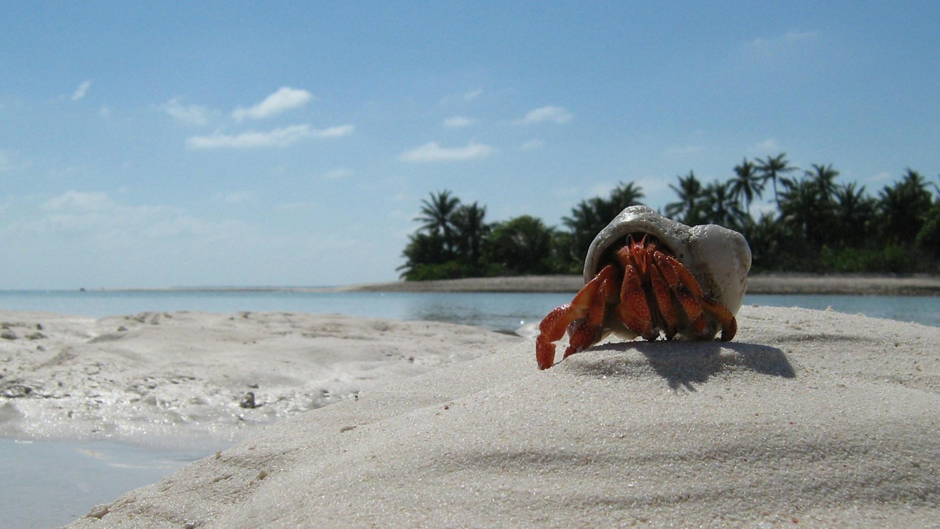 animals water beach sand seashore travel ocean sea summer recreation daylight outdoors surf vacation