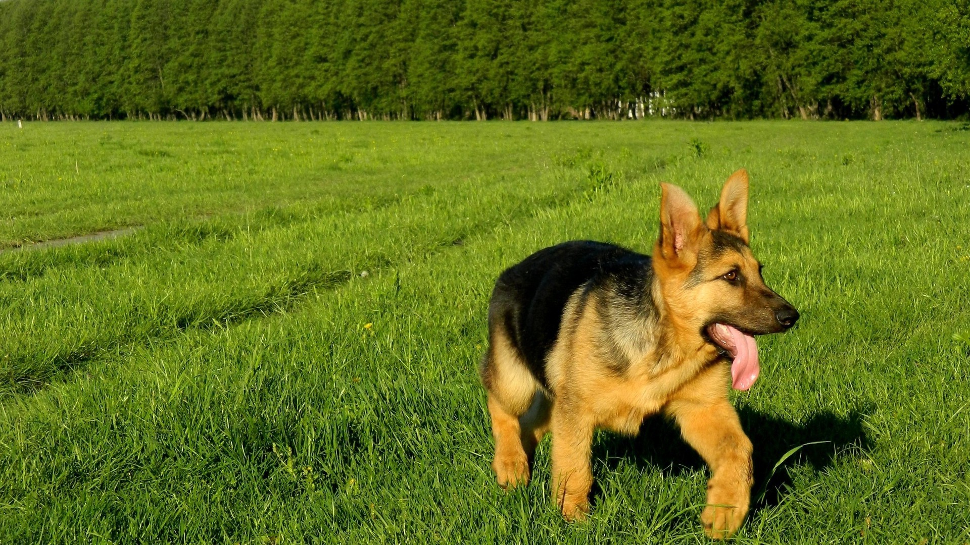 cani cane mammifero erba animale canino fieno animale domestico campo