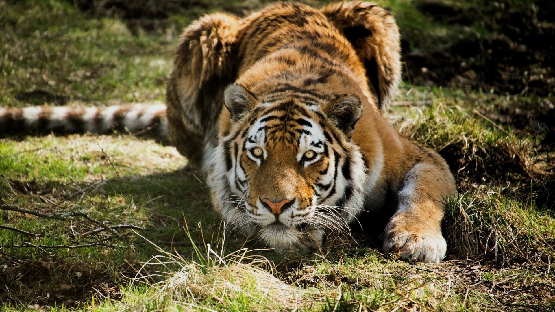 tigri fauna selvatica gatto predatore mammifero selvaggio animale cacciatore mangiatore di carne grande safari pelliccia natura tigre giungla zoo pericolo caccia in via di estinzione