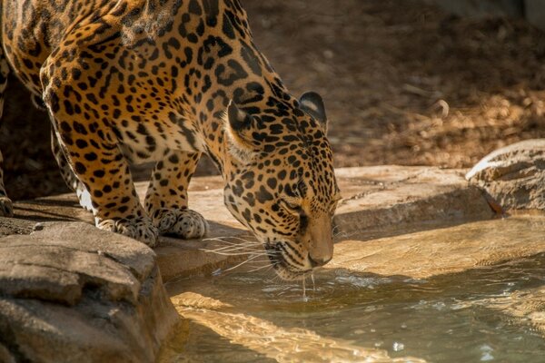 Ein schöner Leopard beugte sich zum Wasser