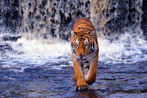 Un tigre caminando sobre el agua en una cascada