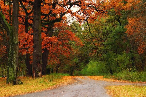 A road in the autumn forest and leaves on the ground